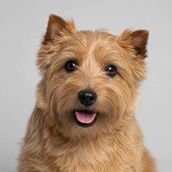 Norwich Terrier – Rasseporträt