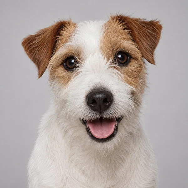 Parson Russell Terrier – Rasseporträt