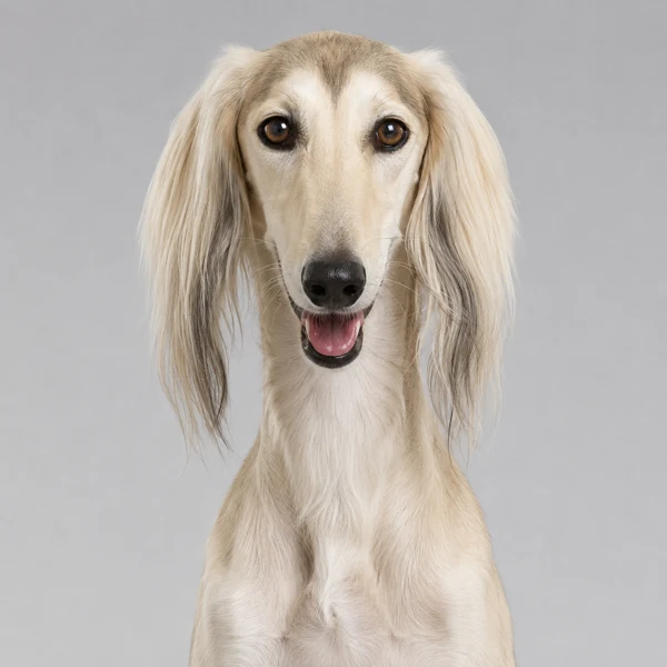 Saluki – Rasseporträt