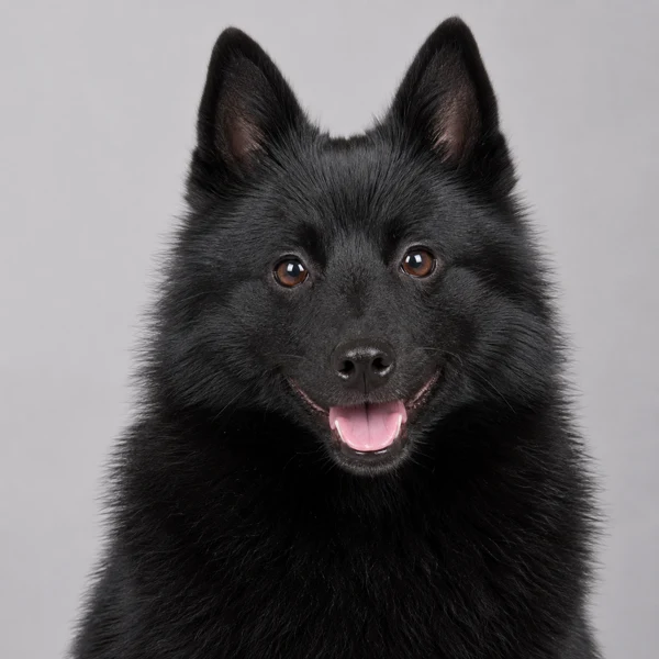 Schipperke – Rasseporträt