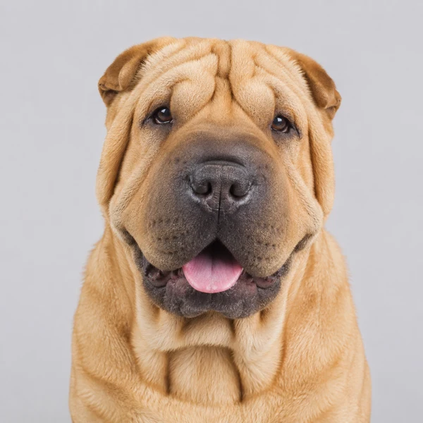 Shar Pei – Rasseporträt