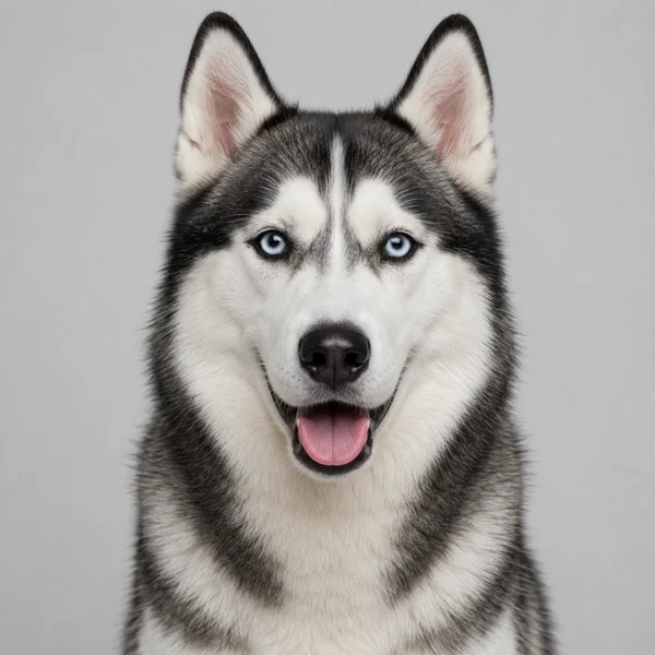 Siberian Husky – Rasseporträt