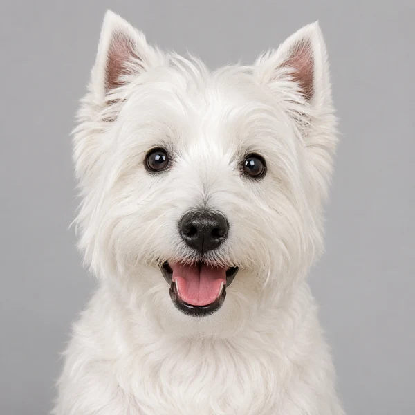 West Highland White Terrier – Rasseporträt