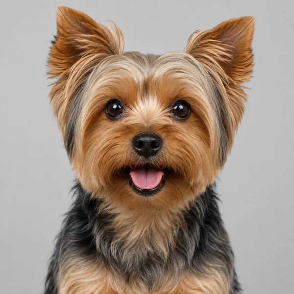 Yorkshire Terrier – Rasseporträt